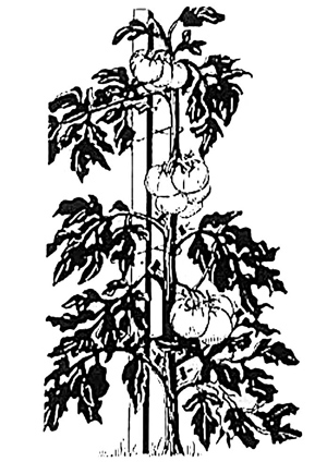 Figure 1. Remove plant “suckers” as the plants grow.