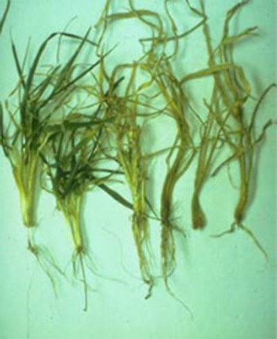 Figure 1. Stages of crown and root rot from healthy (left) to complete deterioration.