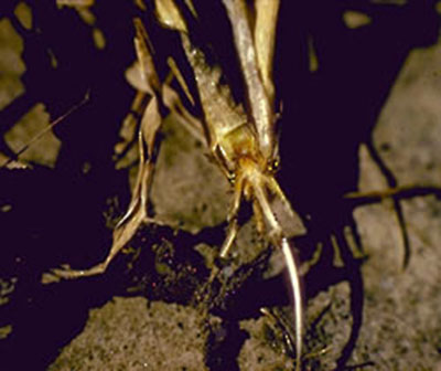 Figure 2. Badly rotted crown on a winter wheat plant.