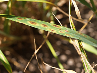 Figure 1. Tan spot lesions on a wheat leaf.