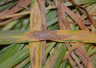 Figure 3. Lesion of Septoria leaf blotch on a wheat leaf 