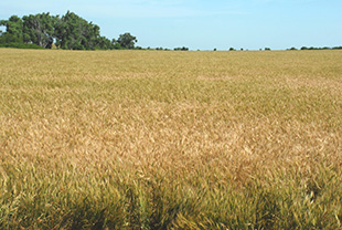 Figure 4. A take-all patch in a wheat field.