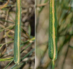 Figure 6. Cephalosporium stripe on wheat.