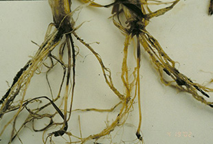 Figure 7. Root and crown rot caused by Fusarium spp. and Bipolaris sorokiniana. 
