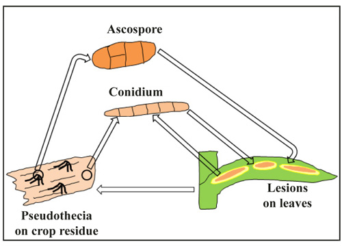Figure 6.	Schematic diagram of the disease cycle of tan spot.