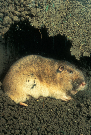Figure 1. The plains pocket gopher, Geomys bursarius, spends almost its entire existence belowground. (Photo by Dallas Virchow)