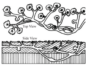 Figure 2. A single pocket gopher may exist within an extensive system of feeding tunnels and chambers.