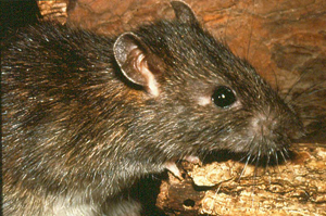 Figure 1. Norway rat, Rattus norvegicus