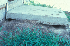 Figure 2.	Rat den holes under a stoop. 