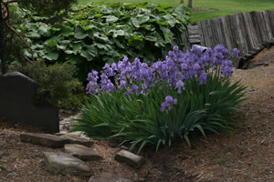 Figure 1. Irises