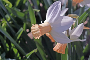 Figure 2. Daffodils