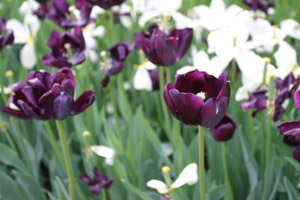 Figure 3. Tulips