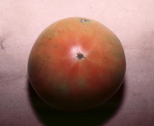 Figure 1.	Blossom scars in tomatoes should be small and tight (left). “Zippering” on the green tomato is caused when the blossom does not detach from the fruit after pollination. 