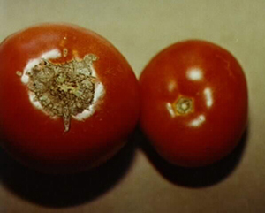 Figure 2.	Tomato stem scars should be small and smooth (right).