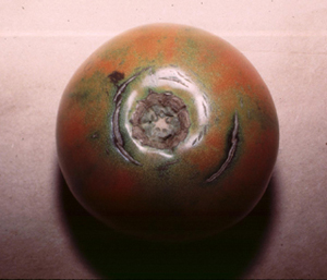 Figure 3.	Concentric cracks in tomatoes appear when a very dry period is followed by heavy rains or irrigation.