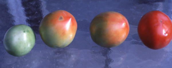 Figure 4. Tomato fruit coloring should be uniform with no blotches or scarring.