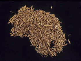 Figure 5.	Winter wheat grain contaminated with jointed goatgrass spikelets (joints).