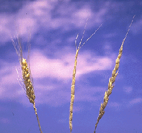 Figure 1.	Winter wheat (left) and jointed goatgrass (center) occasionally cross to produce a hybrid (right) that is intermediate in form.