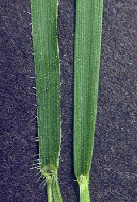 Figure 2.	Hairs extend from the margin of the leaf blade of jointed goatgrass (left), particularly near the collar or stem, distinguishing it from winter wheat (right), which is hairless.