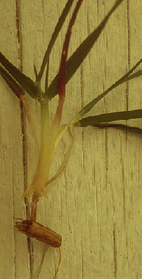 Figure 3.	An effective method of distinguishing between vegetative jointed goatgrass and wheat is to dig up the plant and look for the spikelet (joint) attached to the root of jointed goatgrass.
