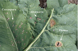 Figure 2. Comparison of symptoms among other common foliar diseases of sugar beets.