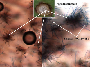 Figure 5. Microscopic top view of pseudostromata without spores (left) and actively sporulating (right – “cobwebs”).