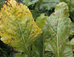 Figure 6. Cercospora-infected leaves. Leaf at left is beginning to yellow and die.