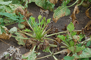 Figure 7. Severe infection with multiple leaves completely dried, dead and covered with masses of coalesced lesions. New growth emerging is unaffected.