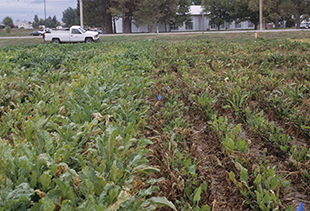 Figure 9. Benefits of genetic resistance to the pathogen after a severe CLS epidemic. Plants at right are susceptible and those on the left are tolerant.
