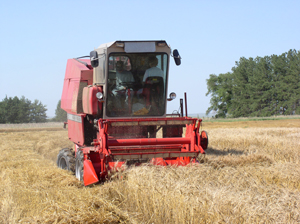 Harvesting a winter wheat variety test at the University of Nebraska–Lincoln West Central Research and Extension Center Dryland Farm at North Platte. 