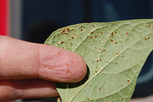 Figure 3. Urediniospores rub off on finger after making contact with pustules.