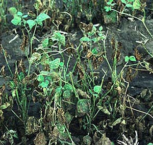 Figure 4. Severely infected bean plants