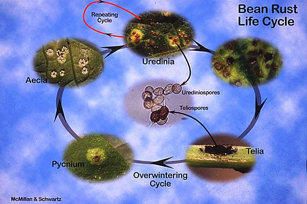 Figure 7. Life cycle of rust disease in dry bean