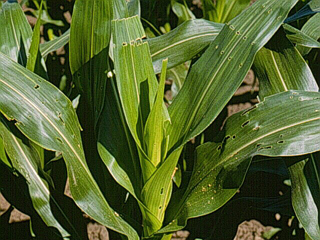 Figure 1. “Shot-hole” feeding damage by European corn borer larvae in whorl stage corn (UNL Department of Entomology).
