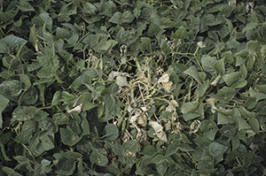Figure 1. Initial foliar wilting symptoms from white mold infection