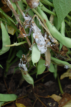 Figure 2. White moldy growth on pods and stems, characteristic of advanced white mold infections