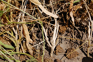 Figure 3. White mold-infected plants exhibiting bleached stem and branches