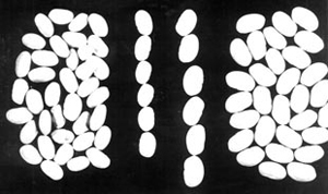 Figure 4. Seeds on the left were harvested from white mold diseased plants, while those on the right came from healthy great northern bean plants