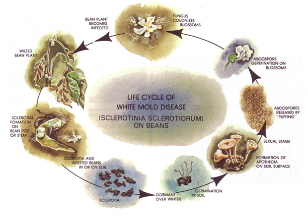 Figure 5. Life cycle of white mold disease caused by Sclerotinia Sclerotiorum in dry beans