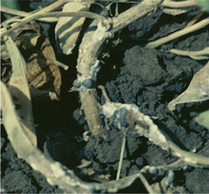 Figure 6. White mold-infected plant with sclerotia embedded in stem and pods