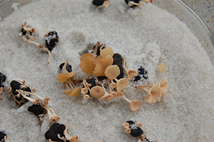 Figure 8. White mold apothecia (approximately ¼ inch in diameter) germinating from sclerotia in the lab