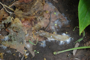 Figure 9. White mold-colonized bean tissues on soil surface beneath plant canopy