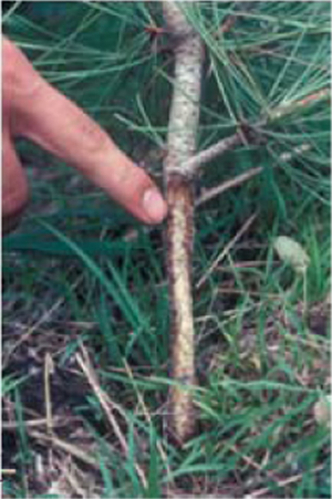 Figure 2. Voles can severely damage or kill small trees.