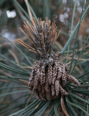Figure 1.	Dead, stunted needles at branch tips. 