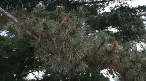 Figure 2.	Short, brown needles confined to new growth on a branch.