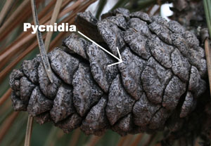Figure 3.	Fruiting bodies (pycnidia) on infected seed cones. 