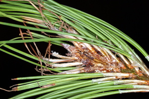 Figure 4.	Pine tip moth larvae and tunnel found in a pine shoot. (Courtesy J. Kalisch, University of Nebraska–Lincoln). 