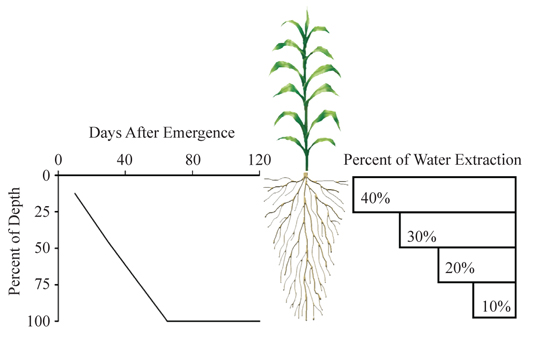 Figure 2.	Root zone soil water extraction and plant root development patterns. 