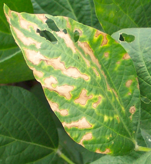 Figure 1.	Triazole injury on a soybean leaf. 