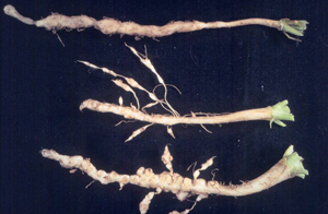 Figure 3. Galls and swellings on roots with proliferation of small side branches. (Credit: Erik Kerr)